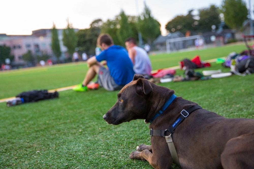 a brown dog laying on the grass in a park