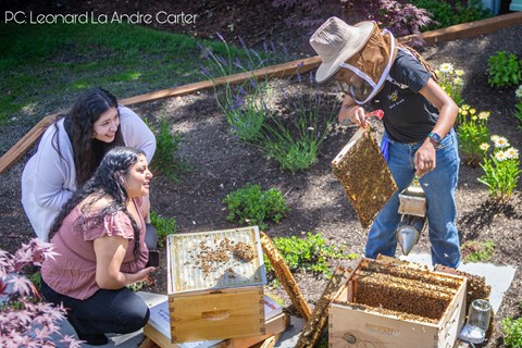 Three people are working with bee hives in a garden.