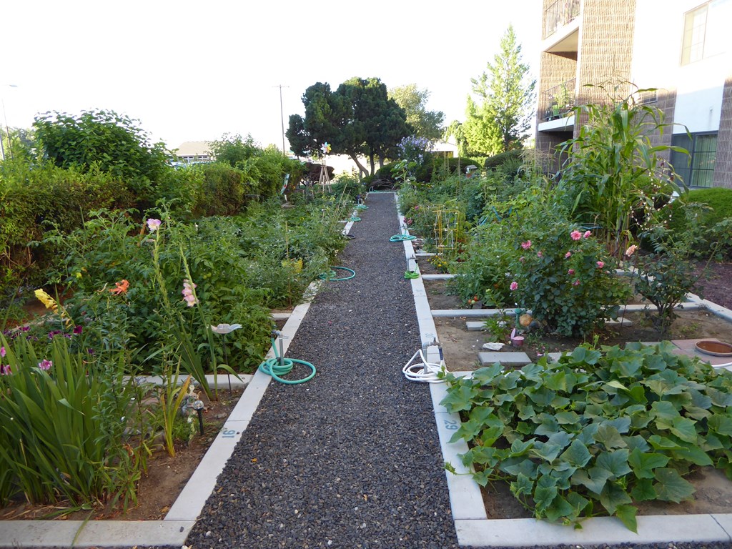 a garden with a pathway and plants in it