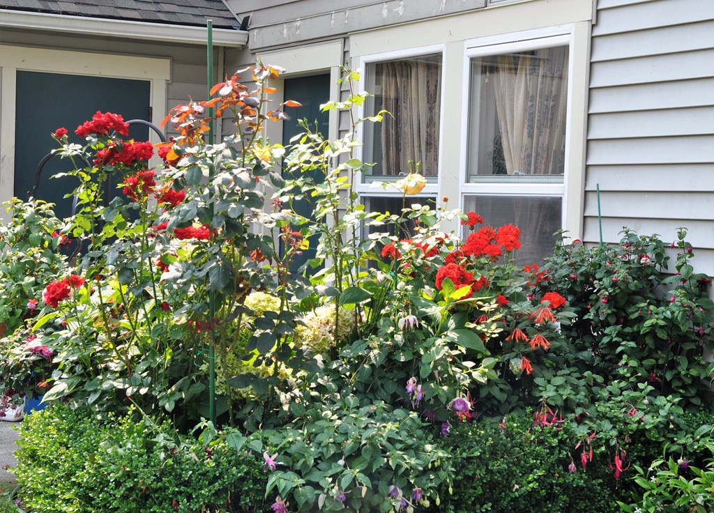 A garden with red flowers in front of a house.