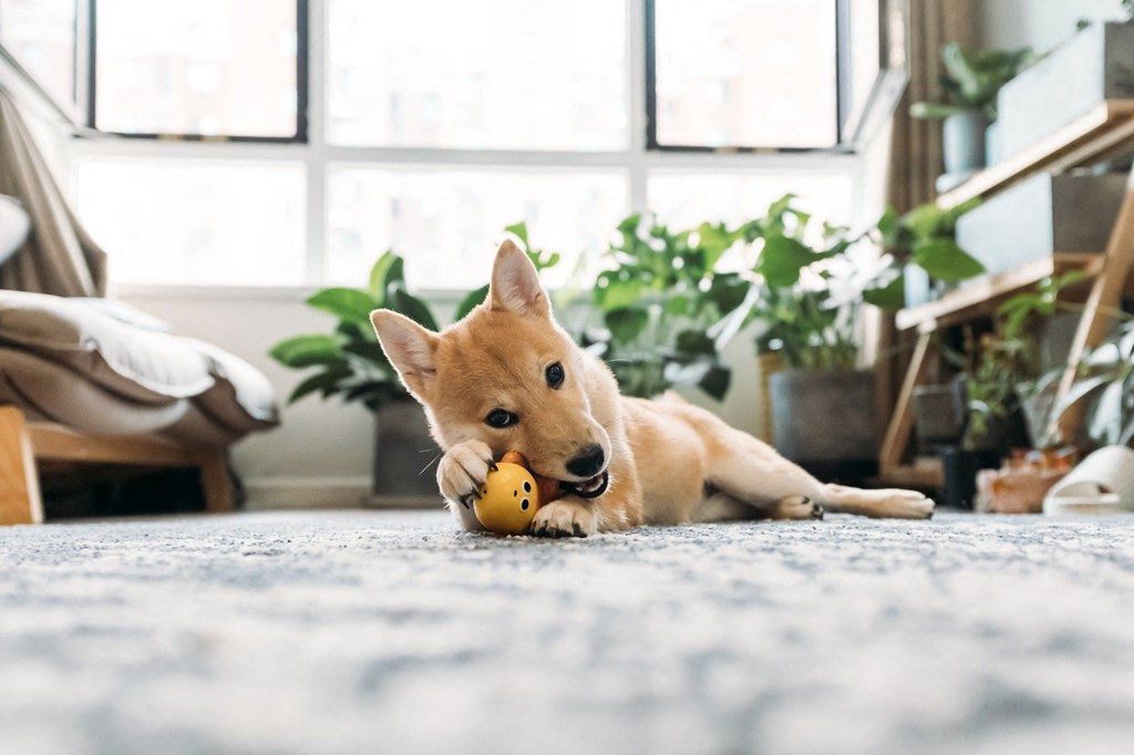 a small dog laying on the floor playing with a toy
