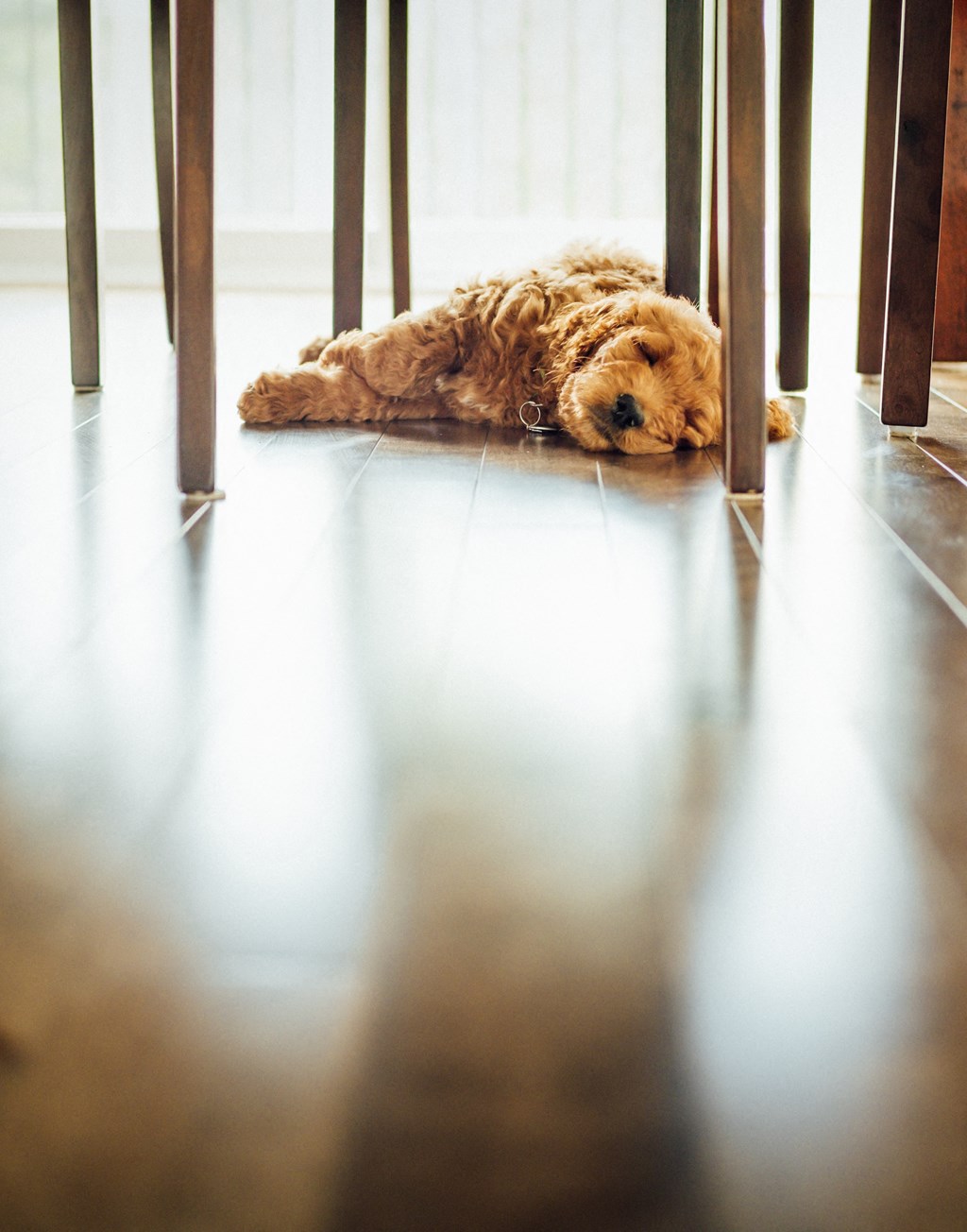 a dog sleeping on the floor under a table