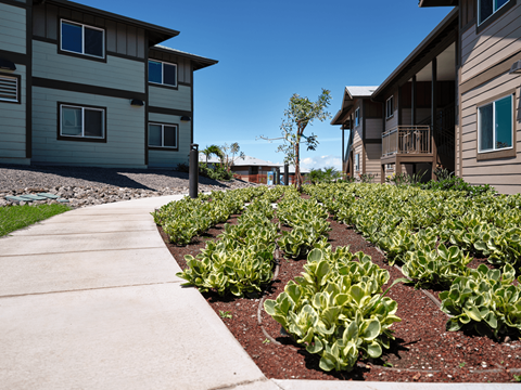 A row of green plants grow in a garden bed between two apartment buildings.