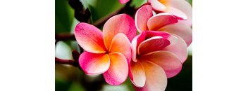 2 Bed, 2 Bath 30% B1