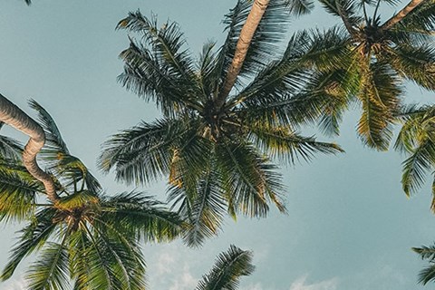 808 Hausten Street 1 Bed Apartment, Affordable for Rent - Photo Gallery 7