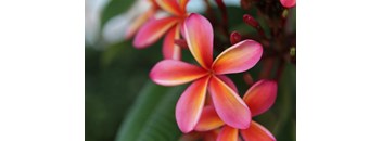 2 Bed, 2 Bath 30% B2