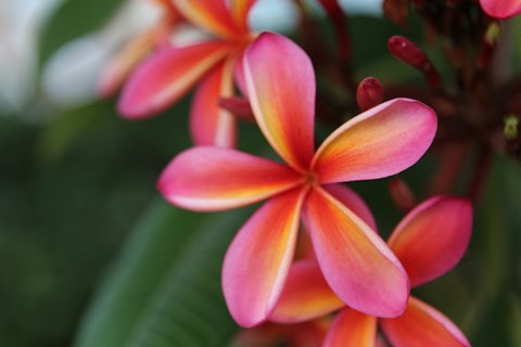 92-1088 Palahia Street 2-3 Beds Apartment, Affordable for Rent - Photo Gallery 6