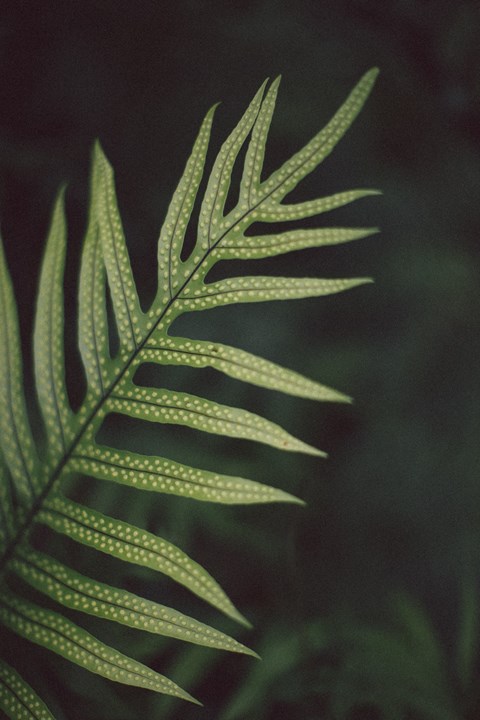 a macro photo of a green leaf of a plant