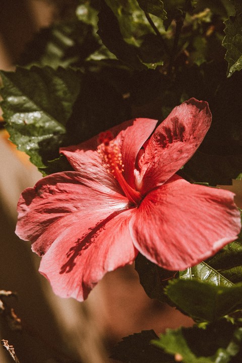 92-1074 Palahia Street 2-3 Beds Apartment, Affordable for Rent - Photo Gallery 8