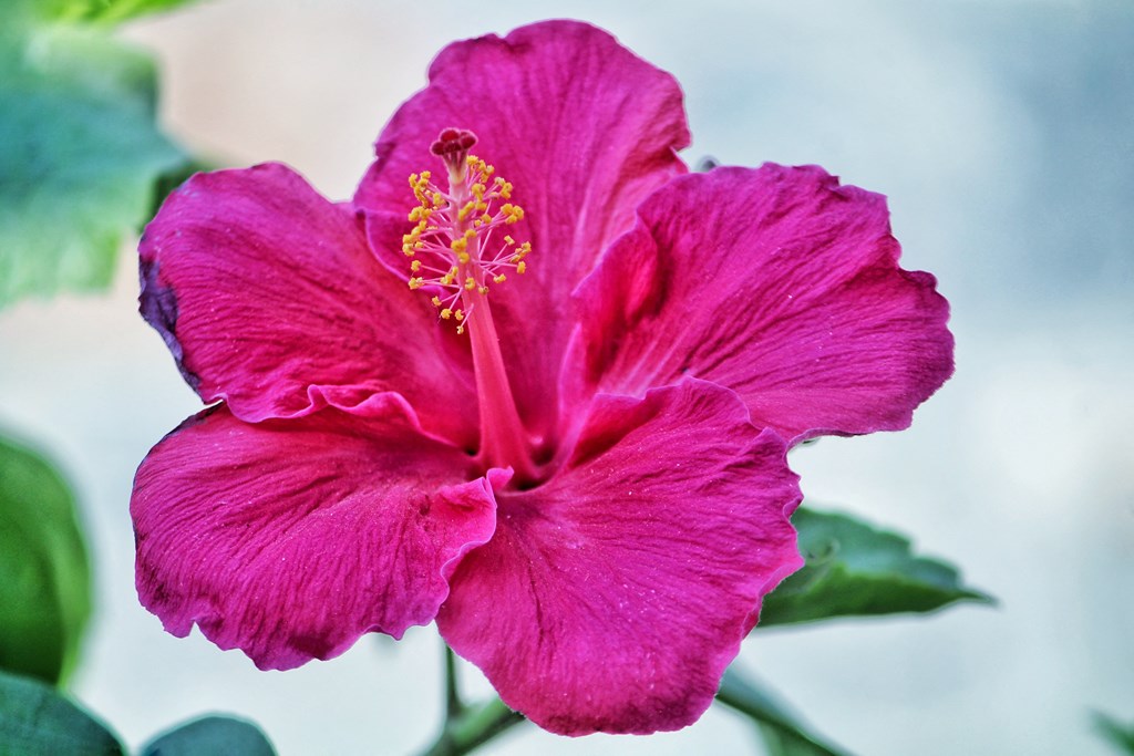 a close up of a pink hibiscus