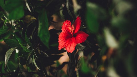 92-1074 Palahia Street 2-3 Beds Apartment, Affordable for Rent - Photo Gallery 6