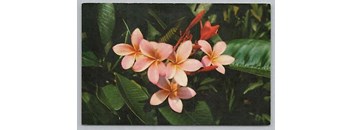 2 Bed, 2 Bath 60% B4A