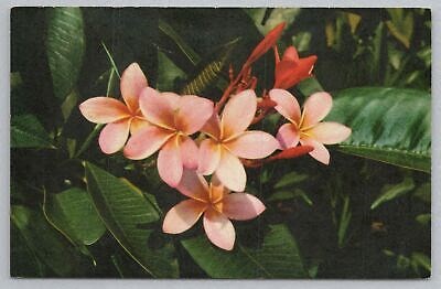 92-1088 Palahia Street 2-3 Beds Apartment, Affordable for Rent - Photo Gallery 8