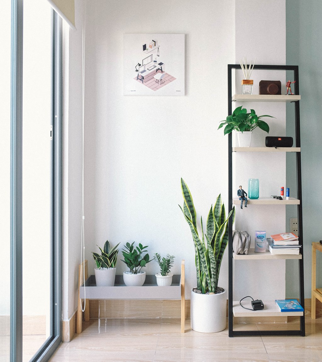 a living room with plants and a shelf