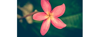 2 Bed, 2 Bath 60% B5