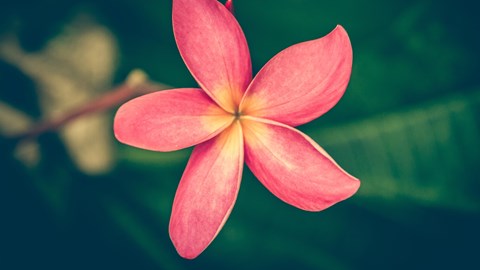 92-1088 Palahia Street 2-3 Beds Apartment, Affordable for Rent - Photo Gallery 9