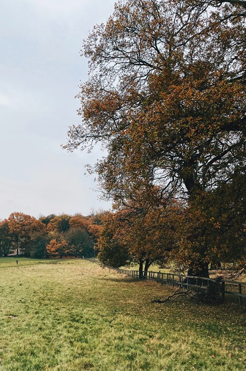 a grassy field with trees and a fence