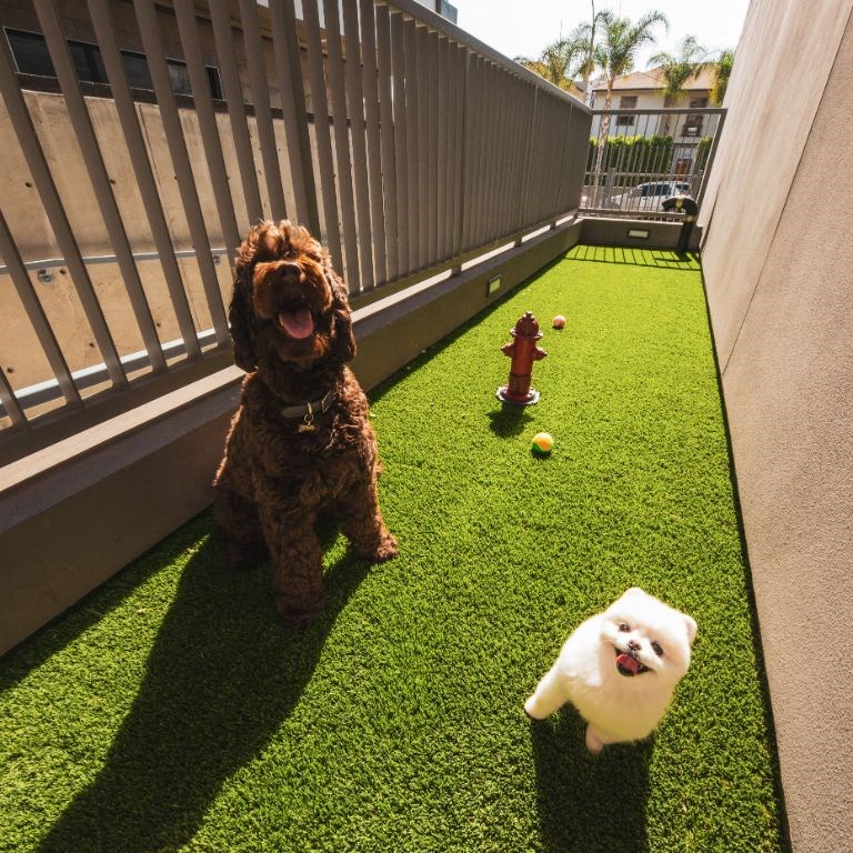 Dog Park at Fedora Bliss LLC, Woodland Hills, CA
