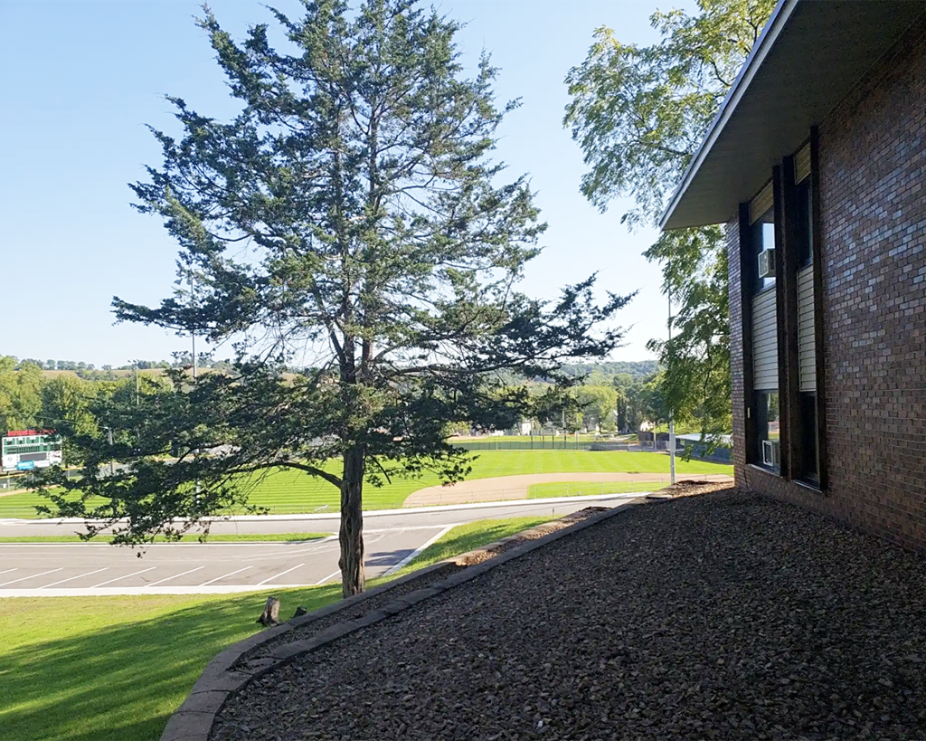 A tree is in front of a building and a road.
