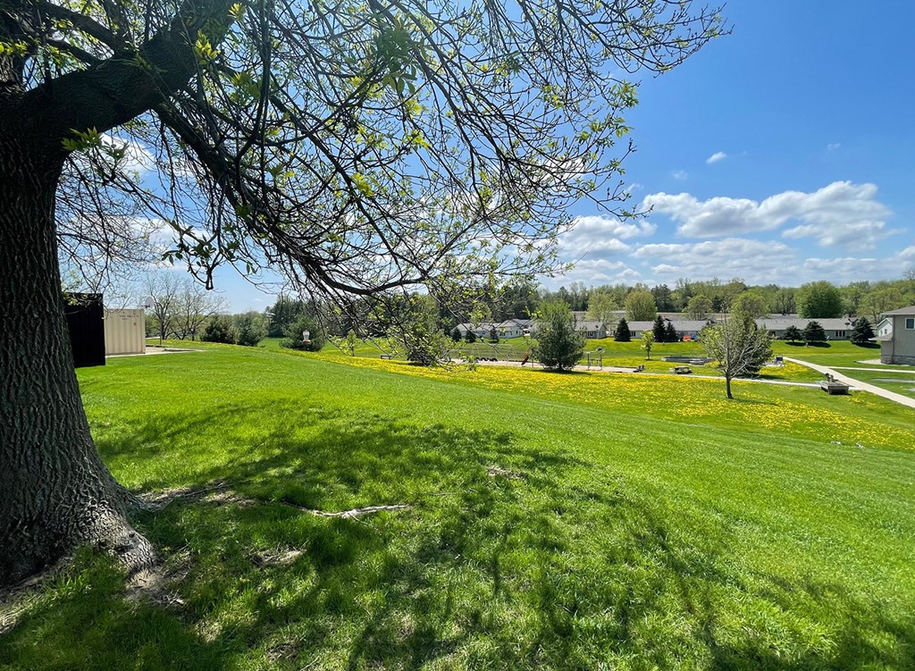 a view of a park with a tree