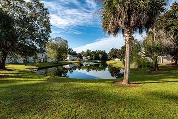 a small pond in a grassy area with palm trees