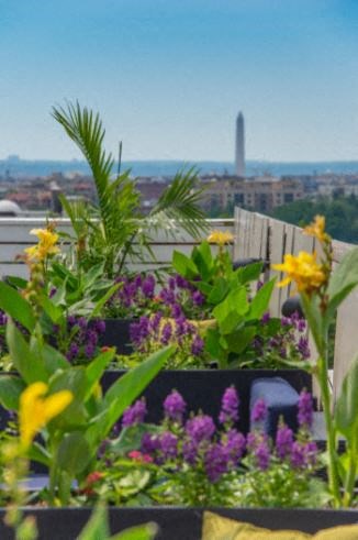 a view of the city from a balcony with flowers