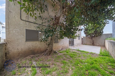 A tree with green leaves is in front of a building with a window.