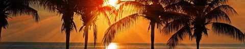 A beautiful sunset with palm trees silhouetted against the sky.