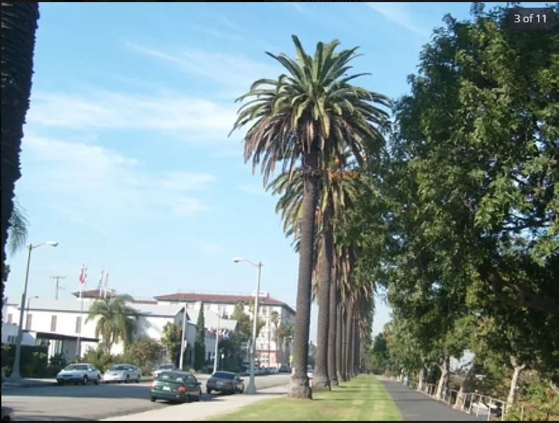 A tree-lined street with cars parked on the side.
