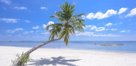 A palm tree stands on a white sandy beach.
