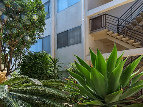 A green plant in front of a white building.
