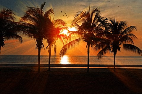 A beautiful sunset with palm trees silhouetted against the sky.