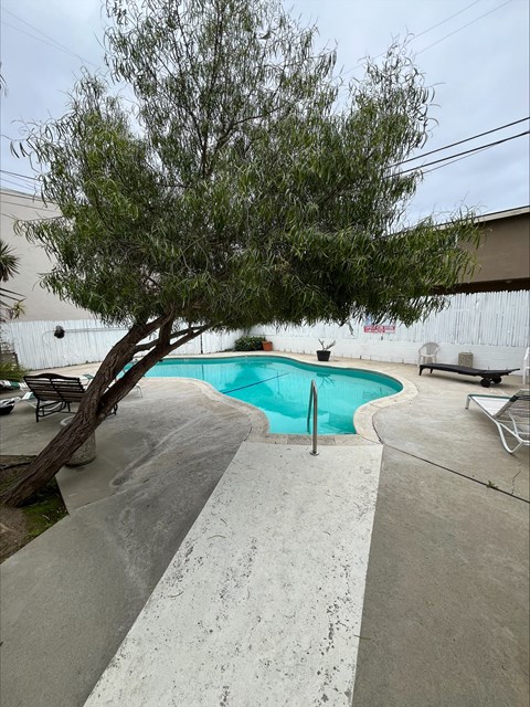 A tree is in front of a pool.