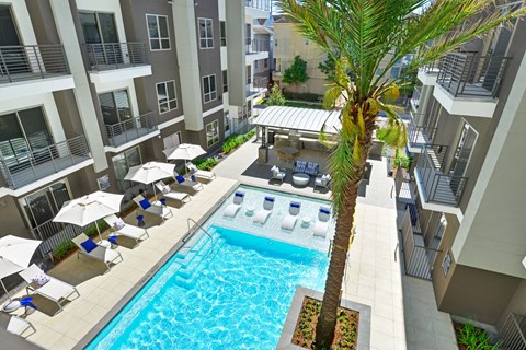 an overhead view of a swimming pool with a palm tree in the middle of it