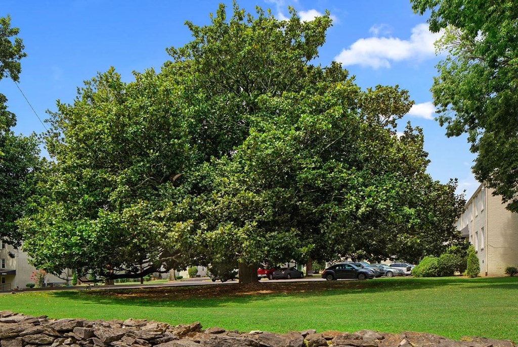 a large tree in the middle of a grass field