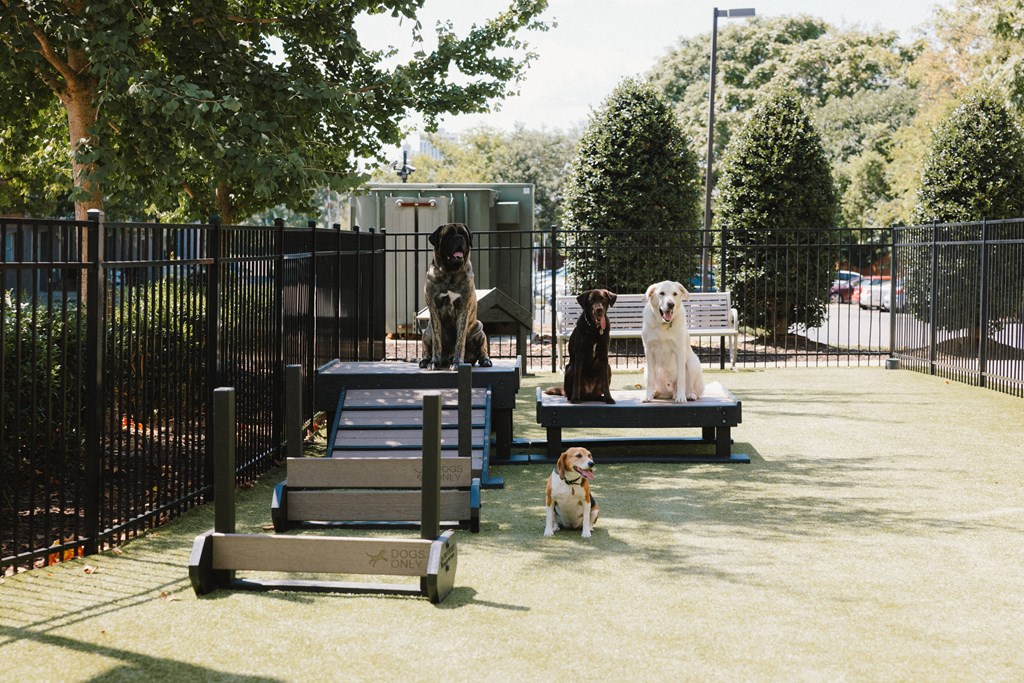 three dogs sitting on benches in a dog park