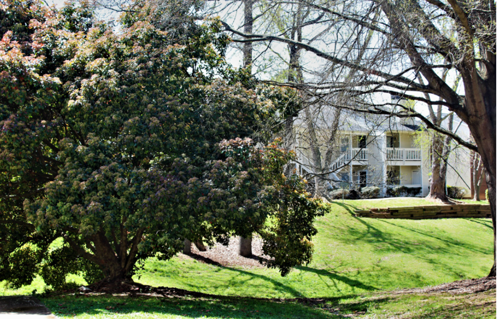 a large tree in front of a house
