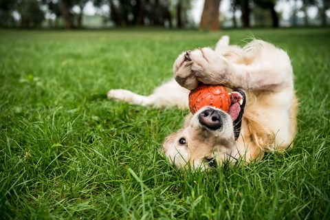 A golden retriever dog playing with a ball in the grass.
