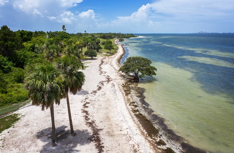 A beach with a tree and a bench.