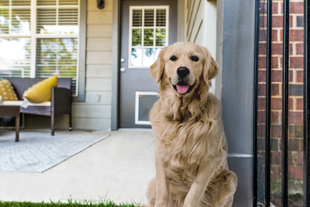a golden retriever sitting at the door of a house