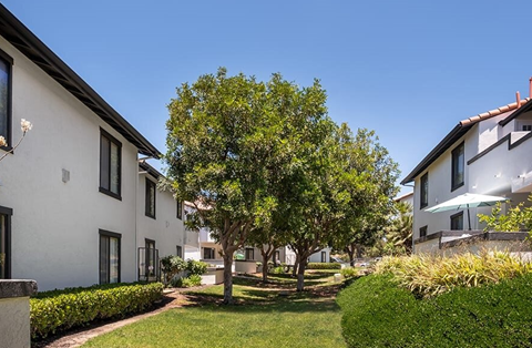 a tree in a yard in front of some buildings