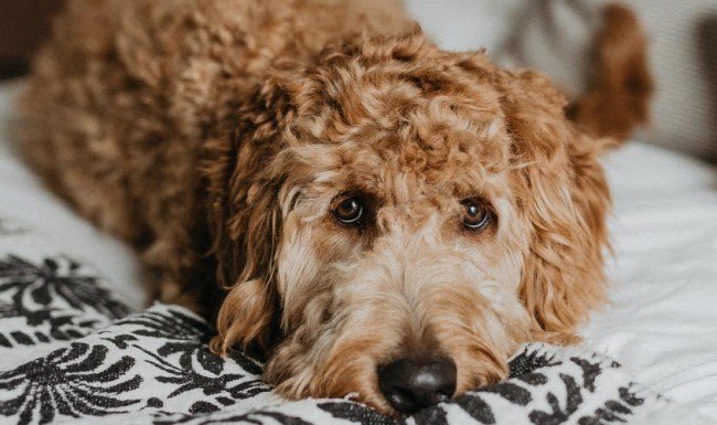 a brown dog laying on a bed with a black and white blanket
