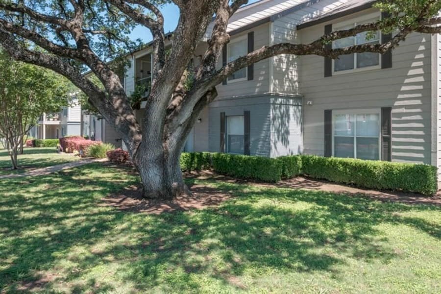 a tree in the front yard of a house