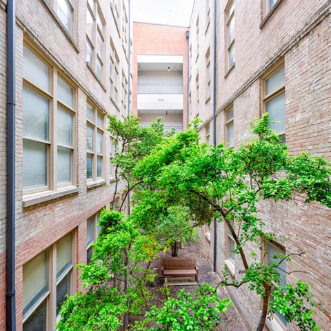 A tree with green leaves is in the middle of a courtyard between two brick buildings.