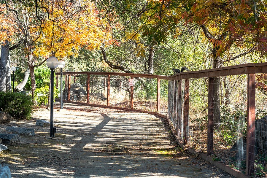 a bridge over a path in the woods
