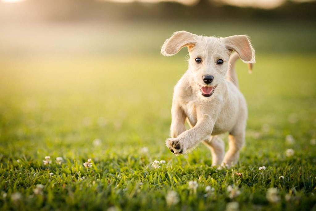 Happy Dog Playing in Pet Park at Hana Apartments, Oregon