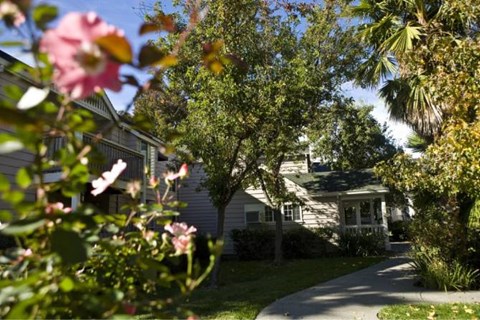 A house with a white fence and a tree with pink flowers in front.