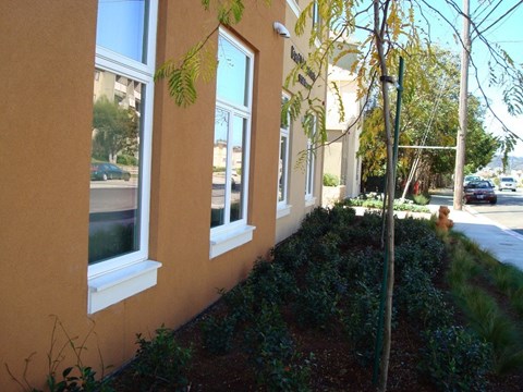 A small tree in front of a building with a window.