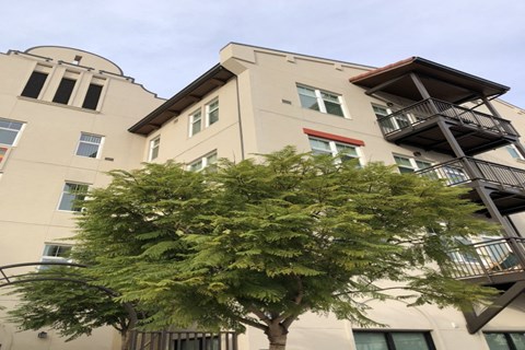 A tree in front of a building with a balcony.