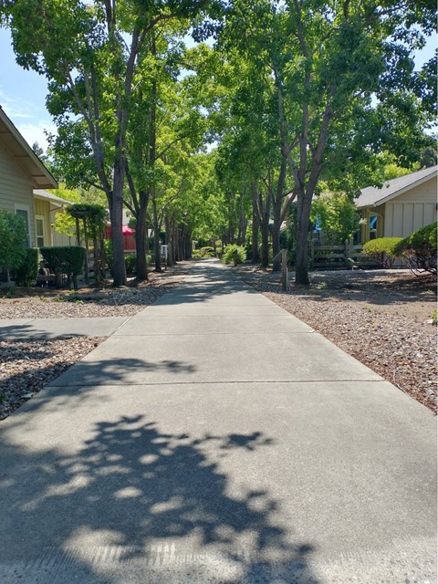 A tree-lined street with a sidewalk and houses on either side.